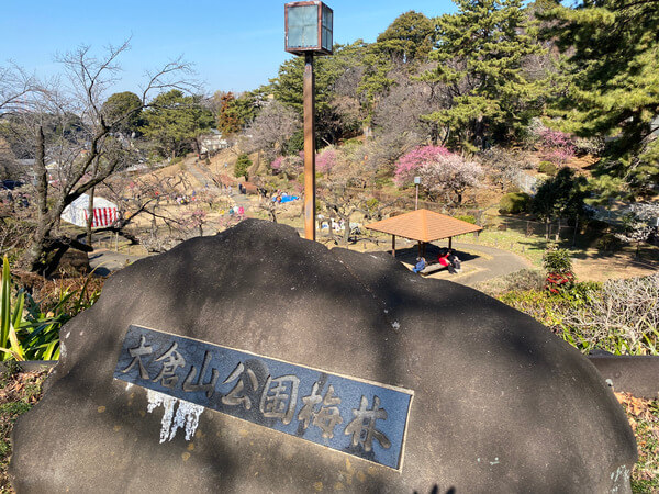大倉山記念公園の梅林