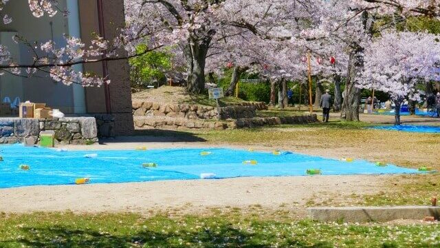 代々木公園で花見22 場所取りの注意点は 桜の開花状況やライトアップ情報も紹介 セロリのひとりごと