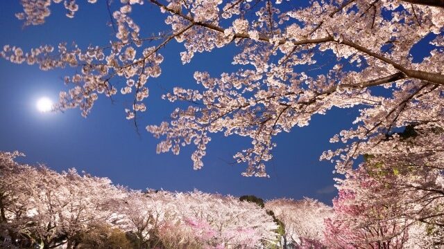 昭和記念公園の桜21は混雑するの 開花状況や見頃も解説 菜の花とのコラボも素敵 セロリのひとりごと