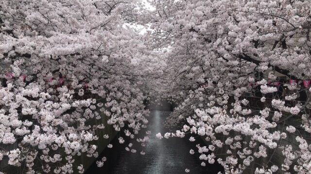 目黒川の桜21 桜まつりや最寄り駅はどこ ライトアップやぼんぼりの情報もご紹介します セロリのひとりごと