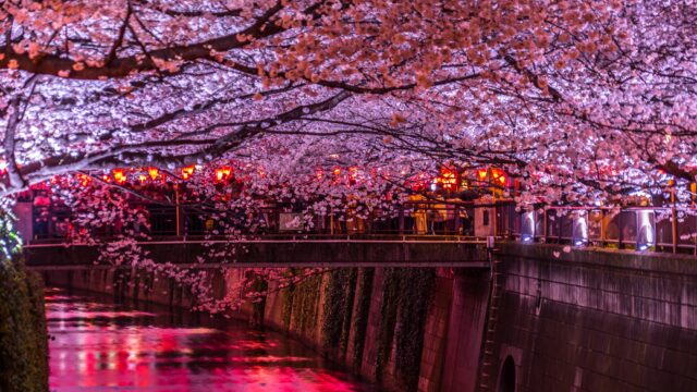 目黒川の桜21 桜まつりや最寄り駅はどこ ライトアップやぼんぼりの情報もご紹介します セロリのひとりごと