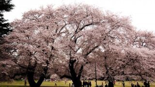 代々木公園で花見21 場所取りの注意点は 桜の開花状況やライトアップ情報も紹介 セロリのひとりごと