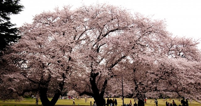 砧公園の桜21の開花状況 おしゃれなランチの情報も 公園マップもご紹介 セロリのひとりごと