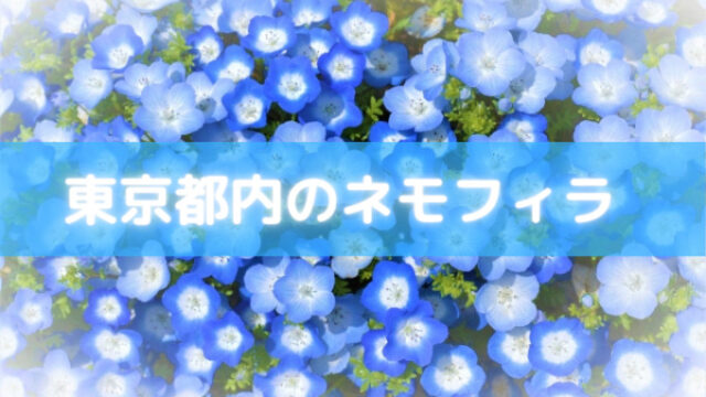 神奈川でネモフィラ21が楽しめる公園や植物園をご紹介 開花状況もまとめました セロリのひとりごと