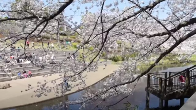 桜の穴場スポット21 東京 神奈川で密を避けてお花見を楽しもう セロリのひとりごと