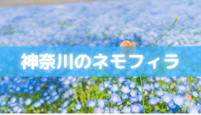 神奈川でネモフィラ21が楽しめる公園や植物園をご紹介 開花状況もまとめました セロリのひとりごと