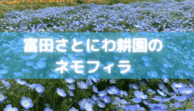 千葉富田さとにわ耕園のネモフィラ21 芝桜との競演も 開花状況や混雑状況を紹介 しるぴたブレンド