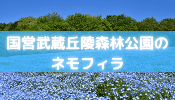 国営武蔵丘陵森林公園 埼玉のネモフィラ21の１０万本の花畑の見頃はいつ セロリのひとりごと