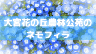 ネモフィラの関東の21年の見頃はいつ 穴場スポットやおすすめの公園9選 セロリのひとりごと