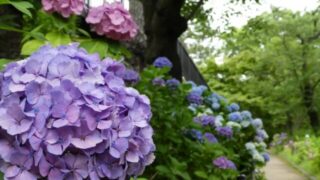 成就院 極楽寺 紫陽花21 神奈川県鎌倉市 の見頃を紹介 紫陽花が減った理由も セロリのひとりごと