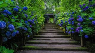 成就院 極楽寺 紫陽花21 神奈川県鎌倉市 の見頃を紹介 紫陽花が減った理由も セロリのひとりごと