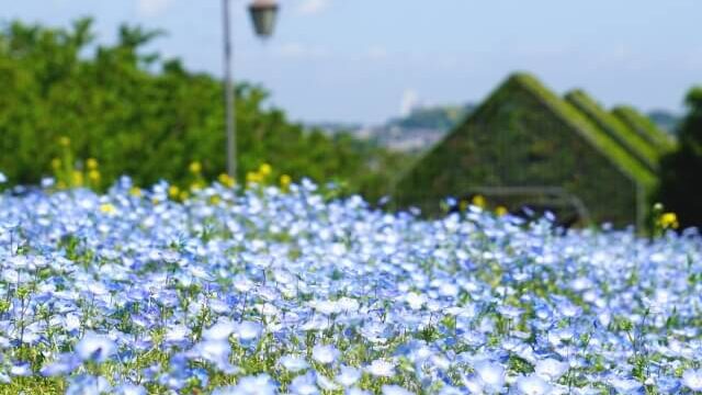 神奈川でネモフィラ22が楽しめる公園や植物園をご紹介 開花状況もまとめました セロリのひとりごと