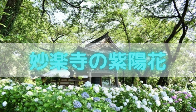 長尾山妙楽寺の紫陽花 あじさい 21見頃は 開花状況や駐車場情報もご紹介 セロリのひとりごと