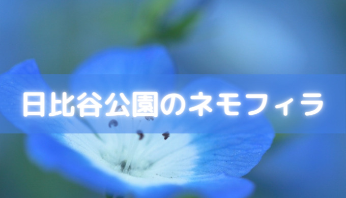 日比谷公園のネモフィラ21の開花状況や見頃を紹介します しるぴたブレンド