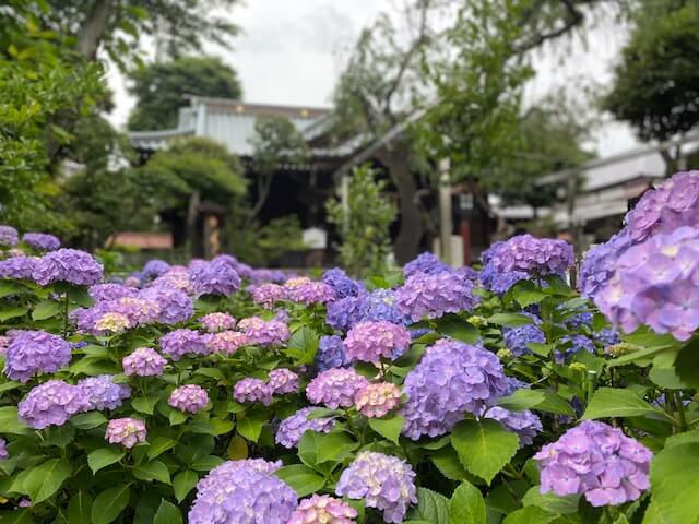 白山神社境内の紫陽花