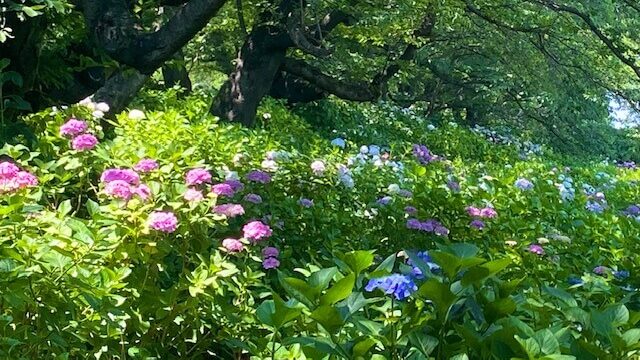 権現堂の紫陽花 あじさい 21の見頃や開花状況は 幸手あじさいまつり情報も しるぴたブレンド