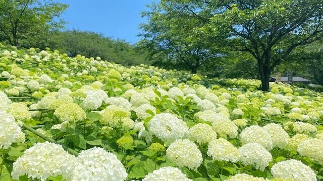 権現堂の紫陽花 あじさい 21の見頃や開花状況は 幸手あじさいまつり情報も しるぴたブレンド