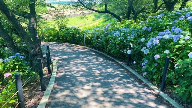 権現堂の紫陽花 あじさい 21の見頃や開花状況は 幸手あじさいまつり情報も しるぴたブレンド