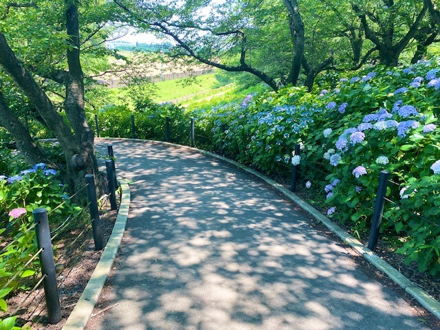 権現堂公園の紫陽花