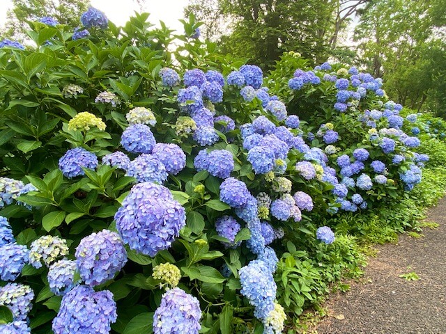 昭和記念公園の紫陽花