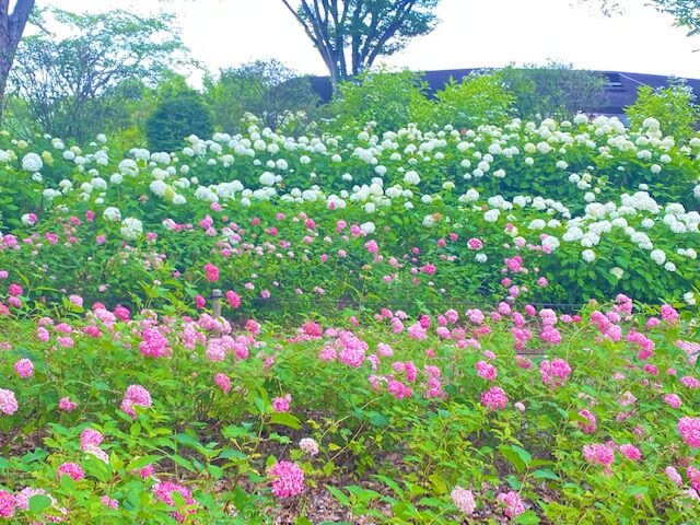 昭和記念公園の紫陽花