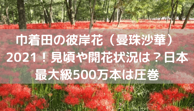 巾着田の彼岸花 曼珠沙華 21 最新情報 見頃や開花状況は 日本最大級500万本は圧巻 しるぴたブレンド