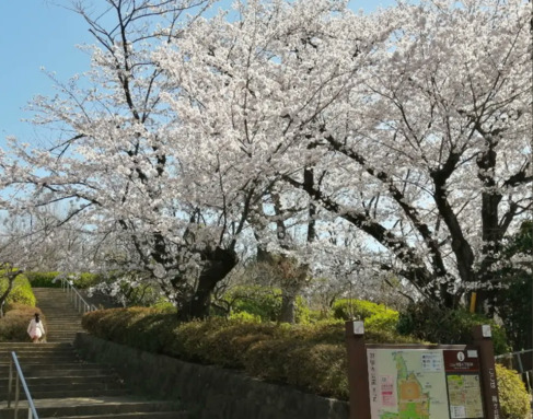 羽根木公園の桜
