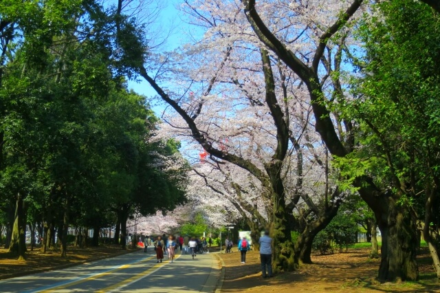 駒沢公園の桜