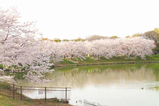 鶴見緑地大池の桜