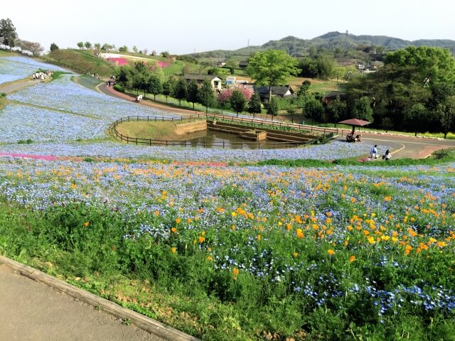 八王子山公園の花たち