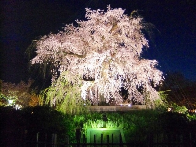 円山公園の桜ライトアップ