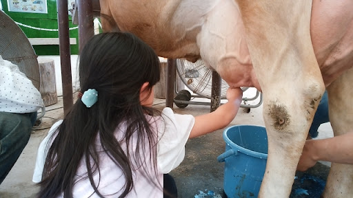 牛の乳搾りをする女の子
